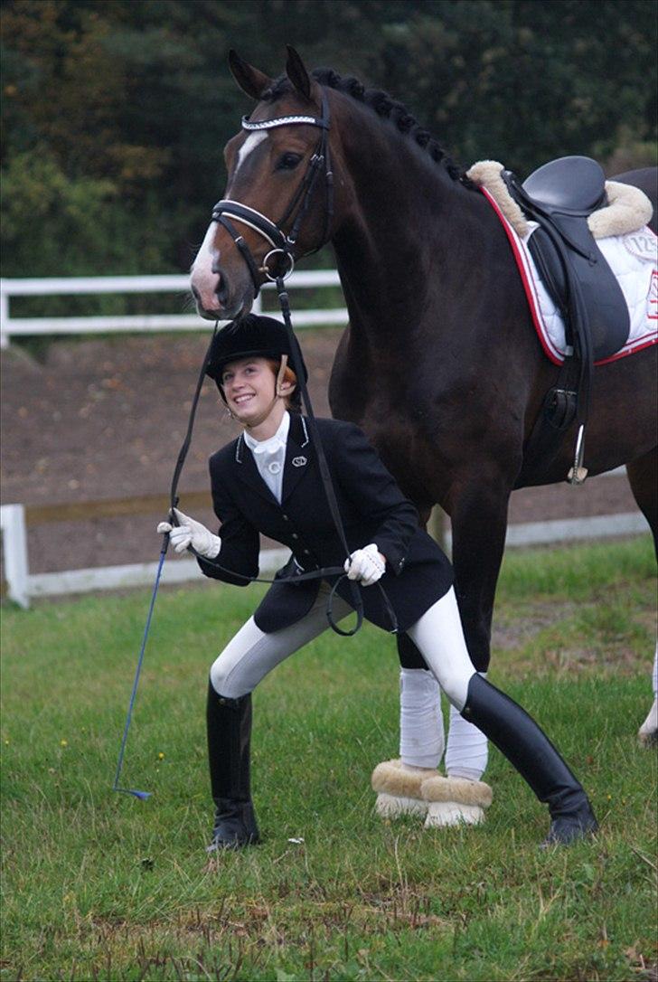 Hollandsk Varmblod Budweiser - SOLGT :'( - Dejlig det er han! (: D. 3. okt 2010 billede 13