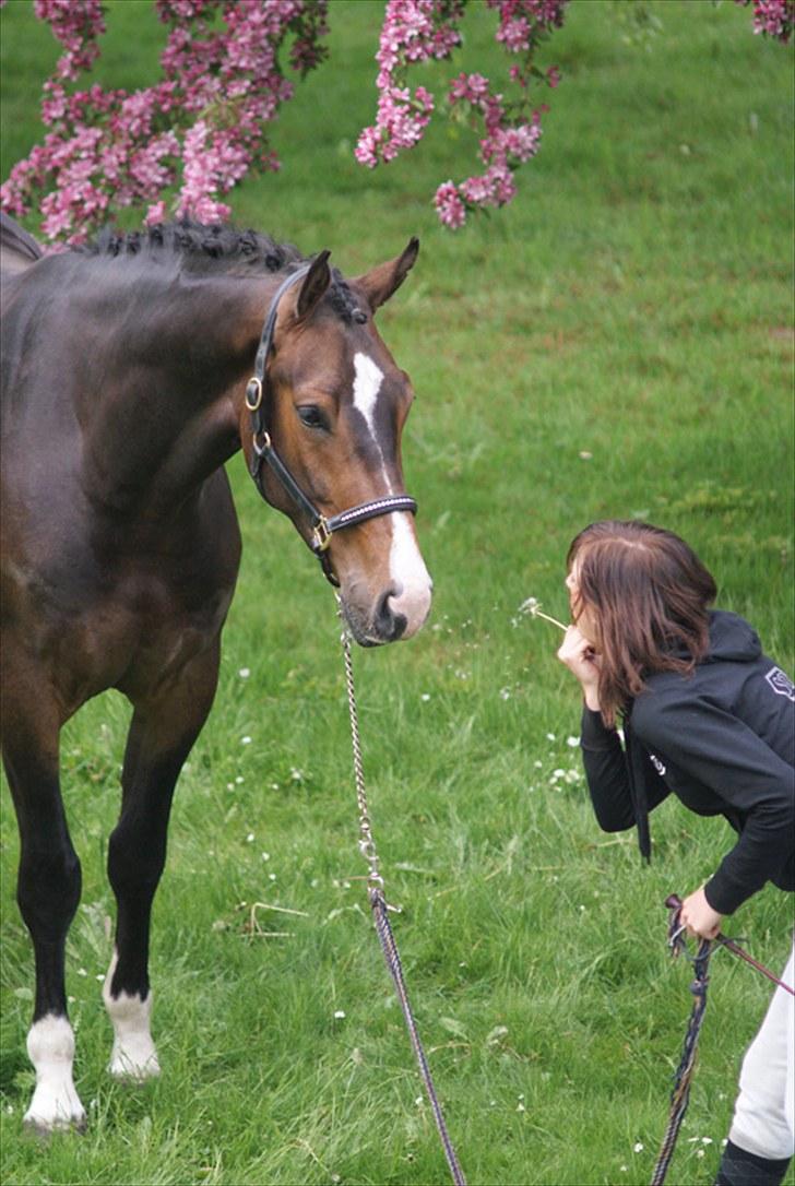 Hollandsk Varmblod Budweiser - SOLGT :'( - Fotosession ude i haven d. 23 maj 2010 (: Jeg elsker min lille hest! billede 19