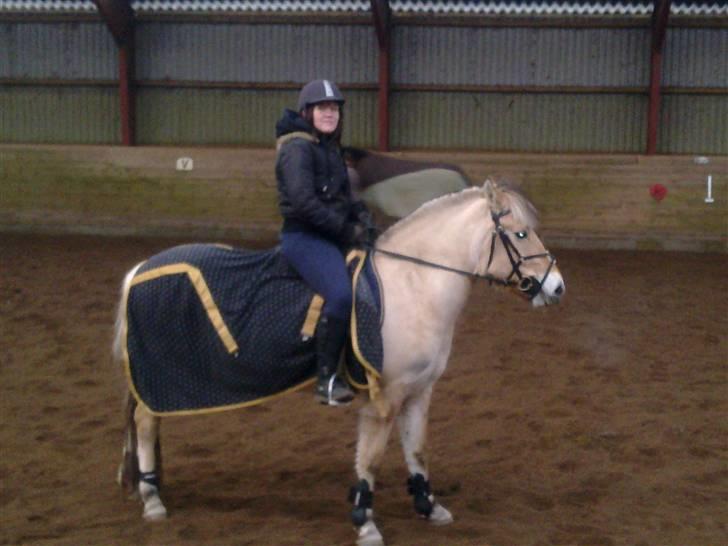 Fjordhest Karamel (solgt) billede 8