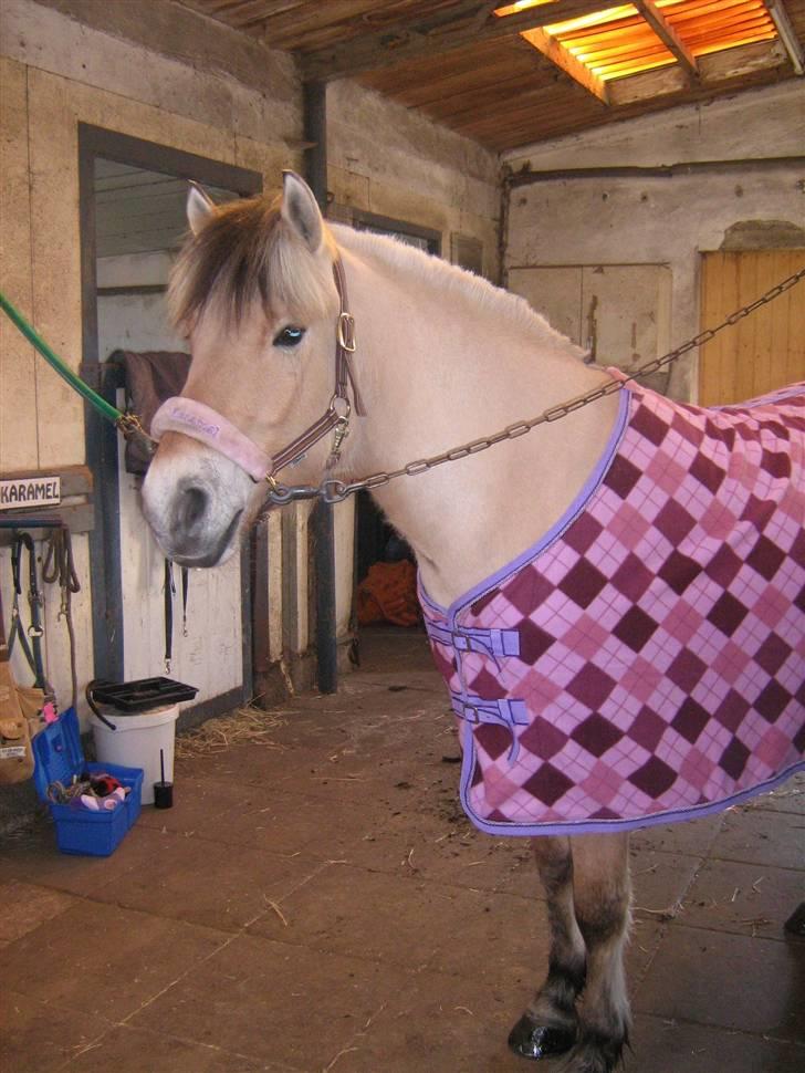 Fjordhest Karamel (solgt) billede 9