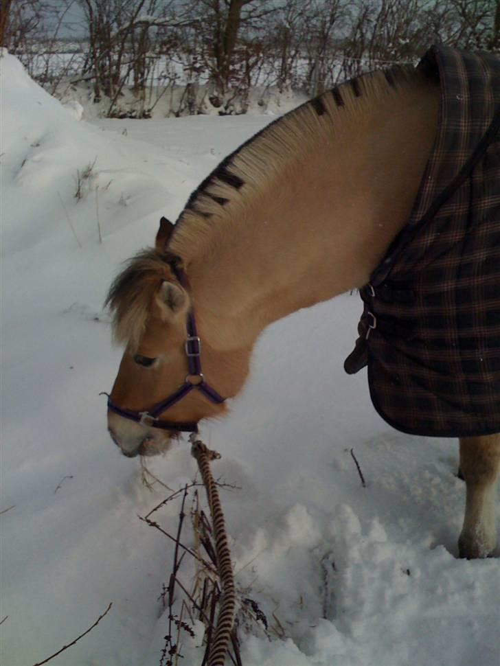 Fjordhest Karamel (solgt) billede 10