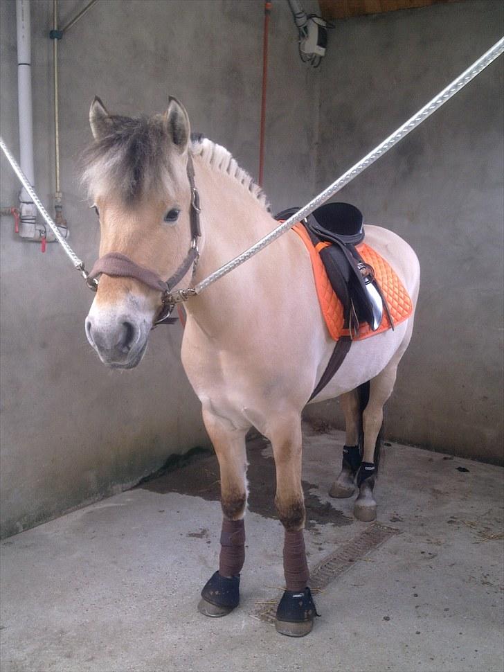 Fjordhest Karamel (solgt) - har lige fået plys med mit navn på billede 11