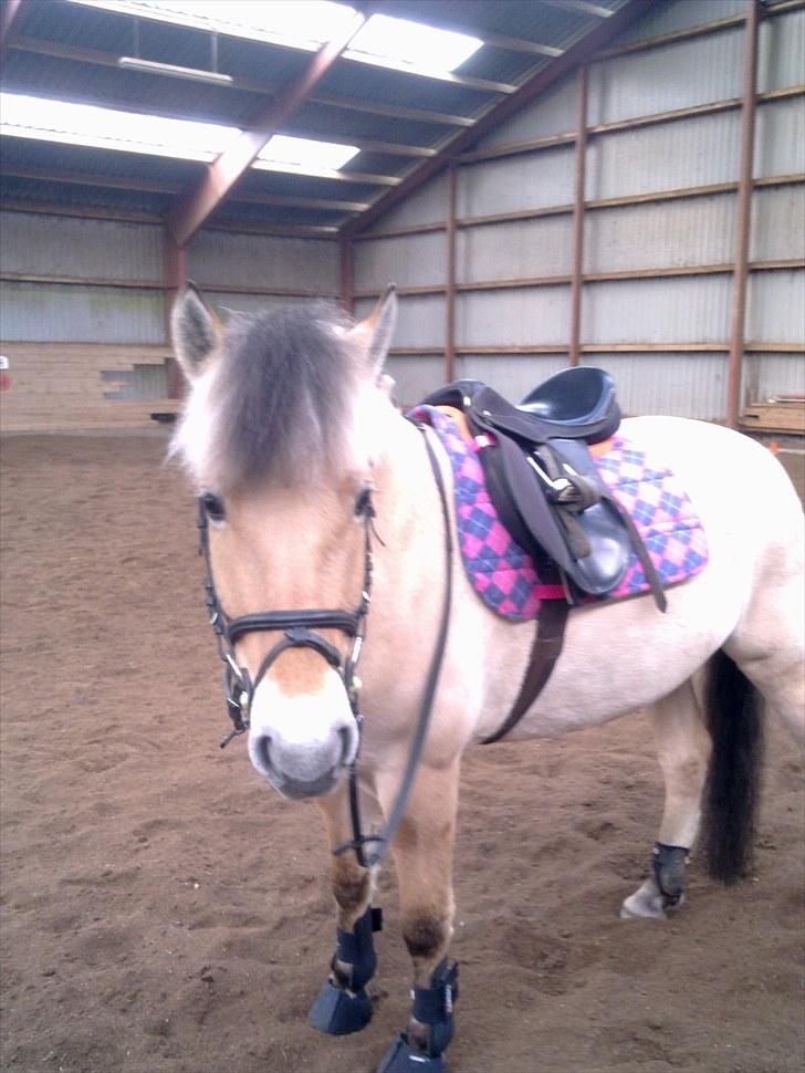 Fjordhest Karamel (solgt) billede 12