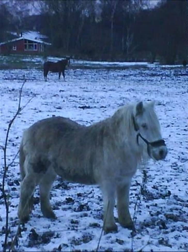 Anden særlig race Emil - R.I.P marts 2011 billede 18