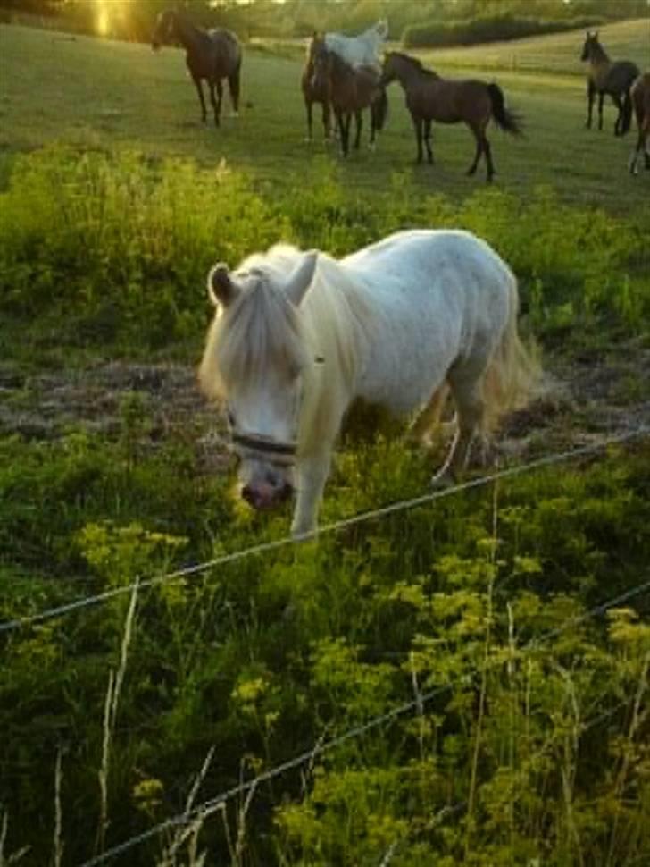 Anden særlig race Emil - R.I.P marts 2011 - Sommergræs 2008 billede 20
