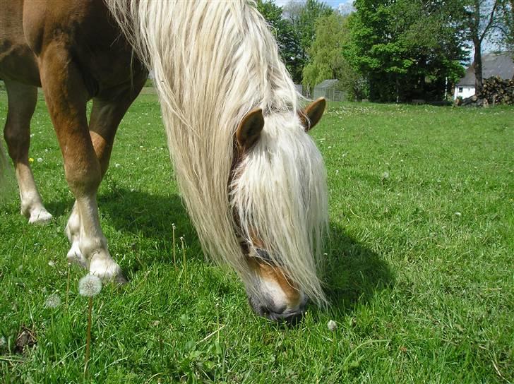 Haflinger Wito (basse)  - umhh dejligt græs billede 10