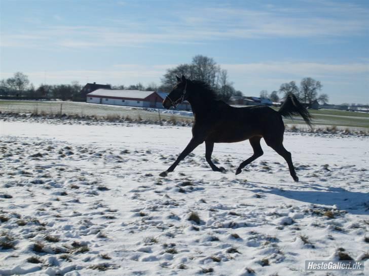 Anglo Araber (AA) Elicia <3 - solgt ! ;( billede 17