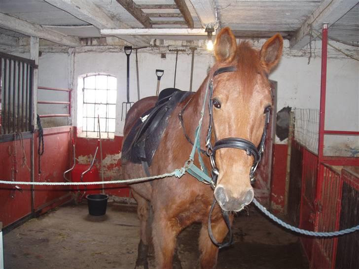 Traver Faun  (lån) billede 8