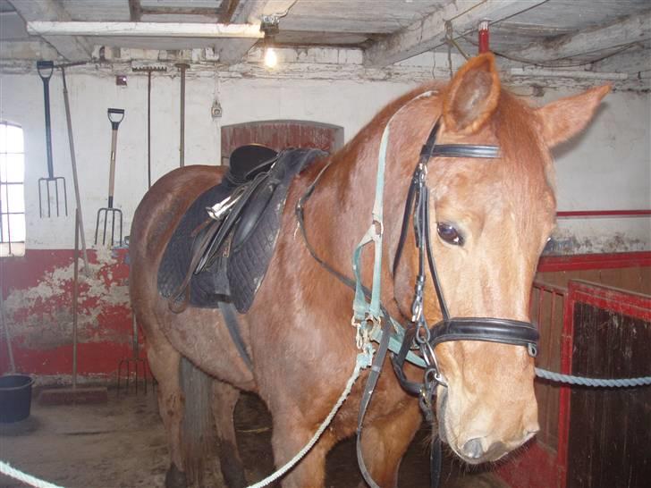 Traver Faun  (lån) billede 9