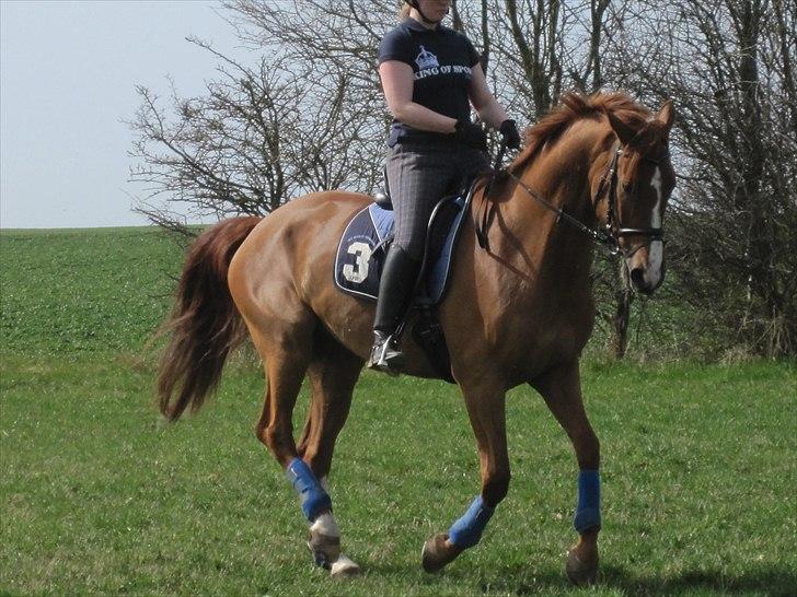 Mecklenburger Orff billede 7