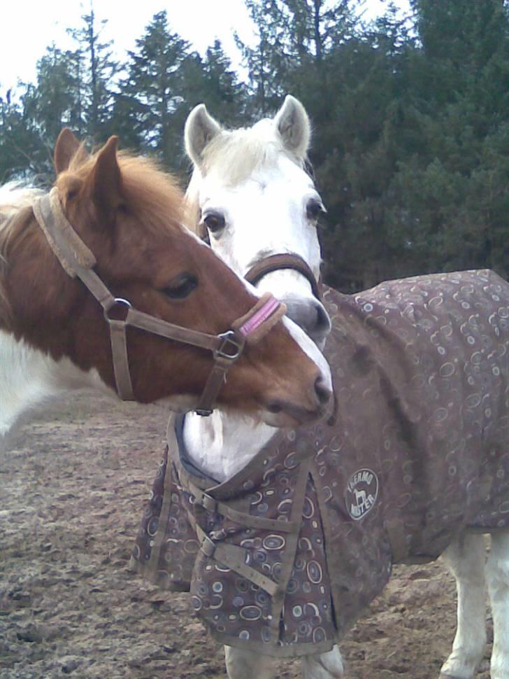 Anden særlig race cavalir(solgt) - kalle og tarzan billede 1