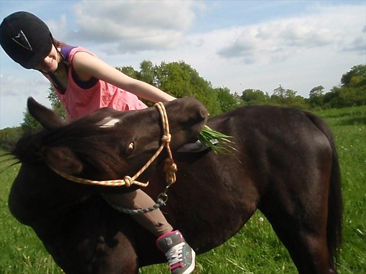 Anden særlig race Stella <33 R.I.P billede 3