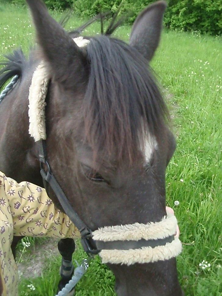 Anden særlig race Stella <33 R.I.P billede 5