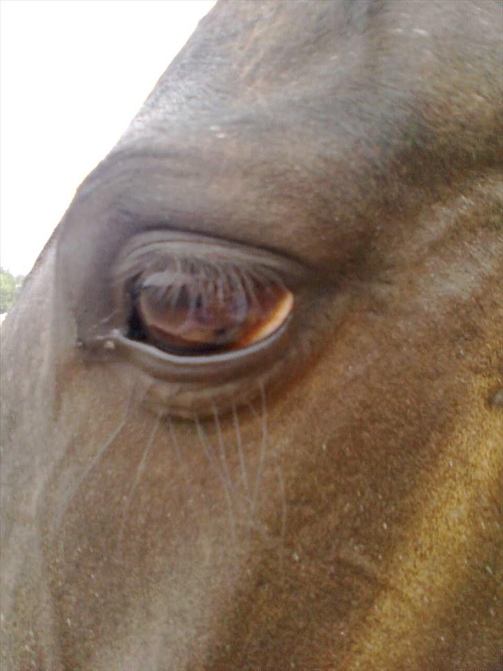 Anden særlig race Stella <33 R.I.P billede 6