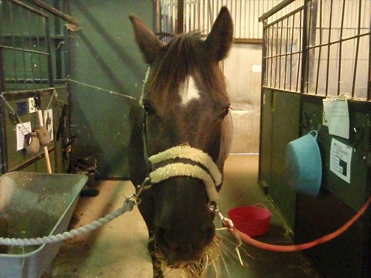 Anden særlig race Stella <33 R.I.P billede 10