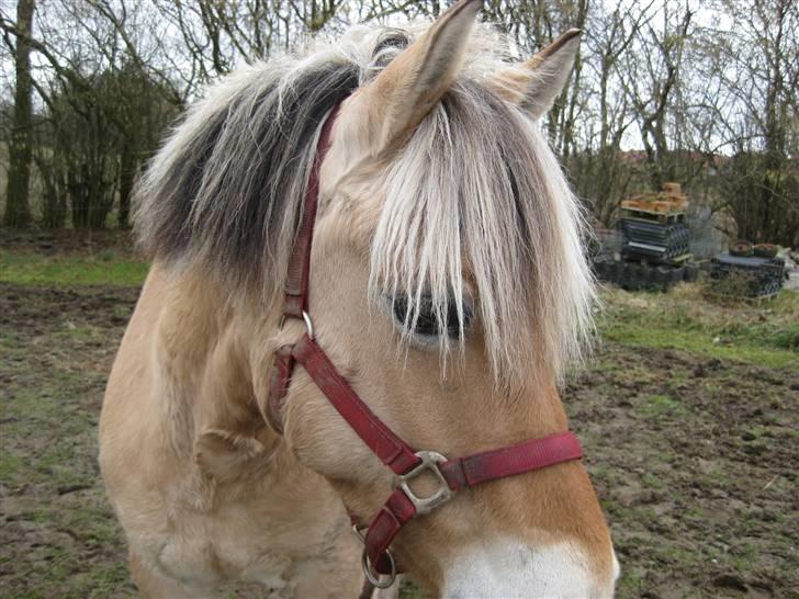 Fjordhest Sally - Solgt - Velkommen til min profil, giv gerne en kommentar og en bedømmelse, men kig lige mine billeder først! - Dette billede er fra vinter/efterår.  billede 1