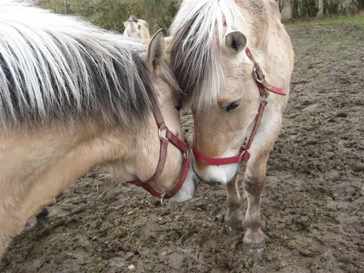 Fjordhest Sally - Solgt - Mig og Dolly. Foto: Mig billede 2