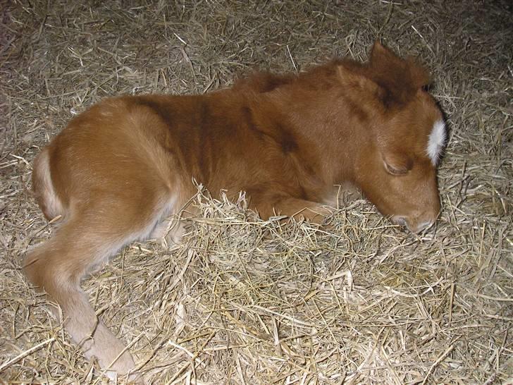 Miniature Siffa billede 1