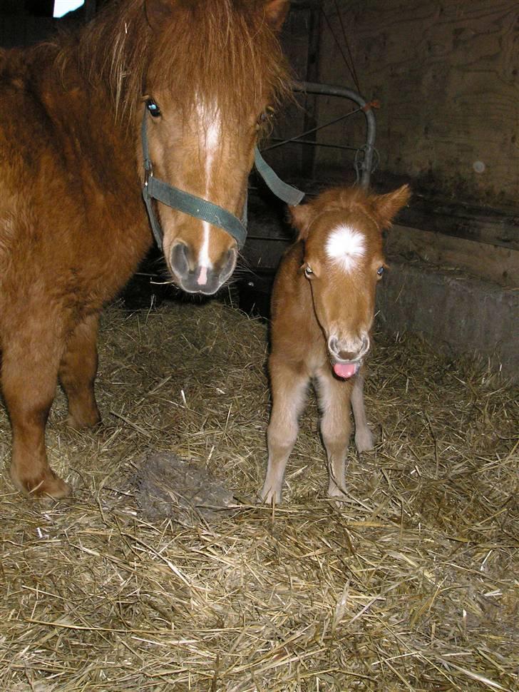 Miniature Siffa billede 2