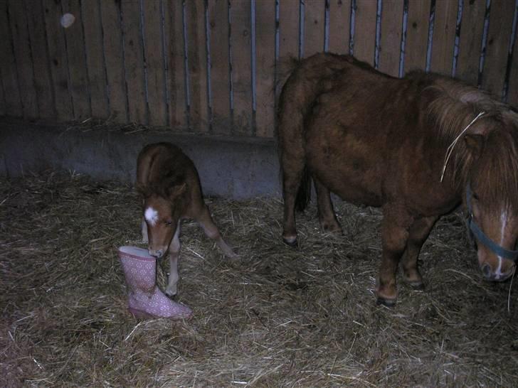 Miniature Siffa billede 4