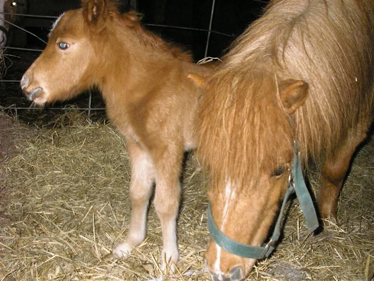 Miniature Siffa billede 5