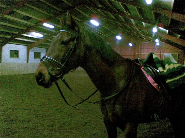 Dansk Varmblod Loboss Courage *SOLGT* billede 7