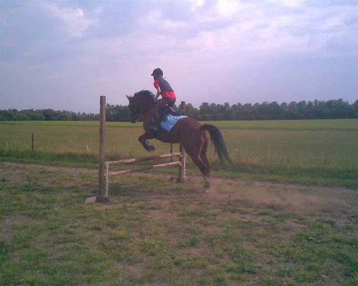 Anden særlig race Clements Mini (L) solgt  - 10# Da jeg blev forelsket i Mini, var ikke ude for at prøve ham der.. havde aftalt med Rikke (tidl. låne ejer) at jeg måtte prøve at ride ham. Så da jeg red på ham blev jeg forelsket, og et halvt år efter ca. blev han min<3 MINI BETYDER ALT FOR MIG;* billede 7