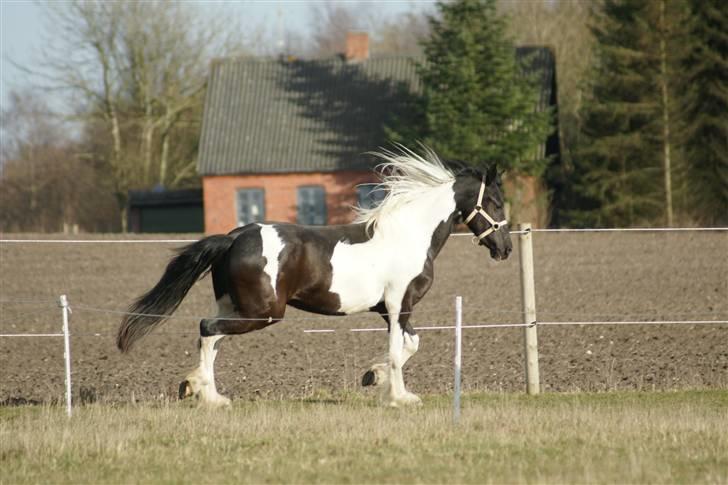 Barockpinto 1PRÆMIE VICTORIA billede 10