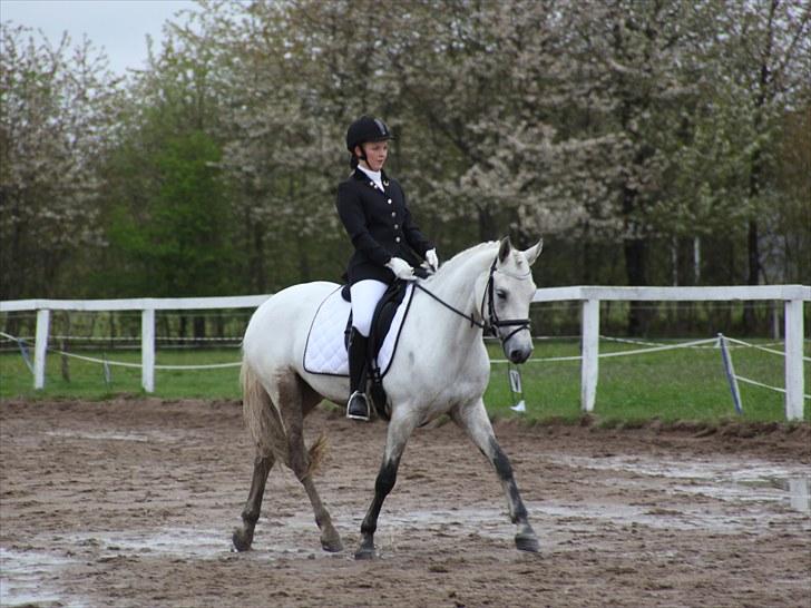 Connemara Delight Aurora - Stævne i ØLR d. 8. maj. Her i en LC1 mod hestene, hvor vi red til knap 64% :) En rigtig smattet og våd fornøjelse ;) billede 3