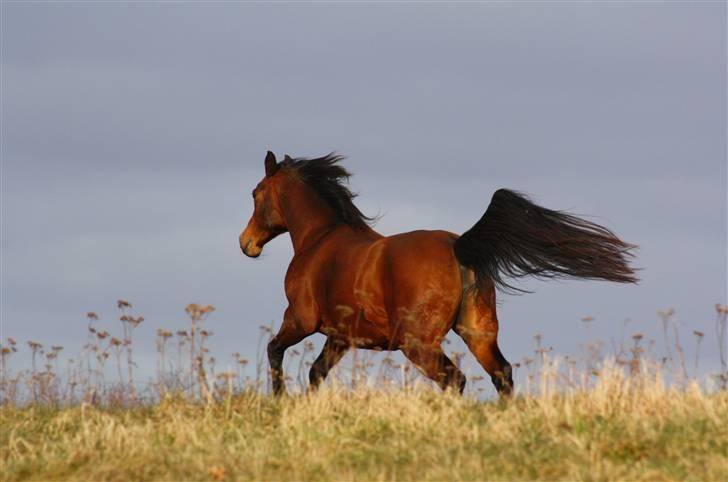 Anden særlig race Sani Cheval - D. 13/3-09 billede 10