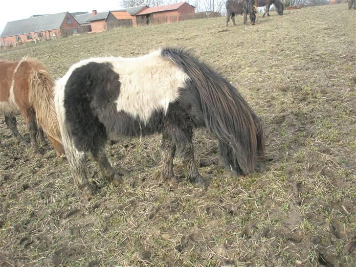 Shetlænder prins (solgt) billede 12