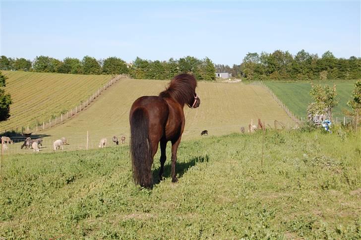 Islænder silas f. stubbebro R.I.P - silas står og kigger Foto: mig billede 13