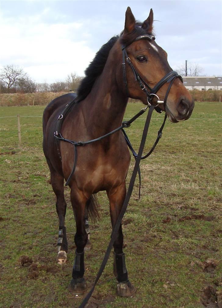 Fuldblod (XX) Orange Match billede 5