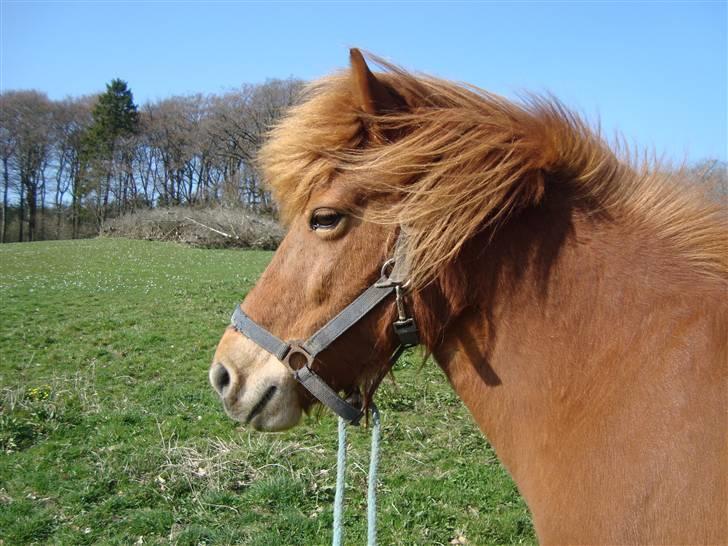 Islænder Buska fra Agersø  billede 16