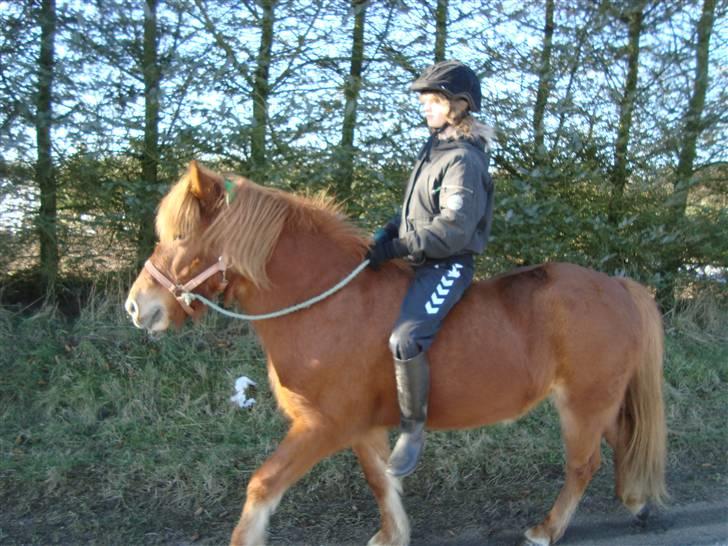 Islænder Buska fra Agersø  billede 17