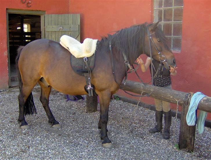 Anden særlig race Viktor (solgt) ;( - Da havde jeg lige fået ham men nej hvor var han tyk! Hehe ;-) billede 12