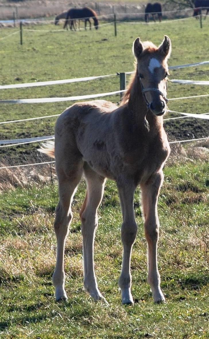 Palomino Lysgaards Dharma billede 7