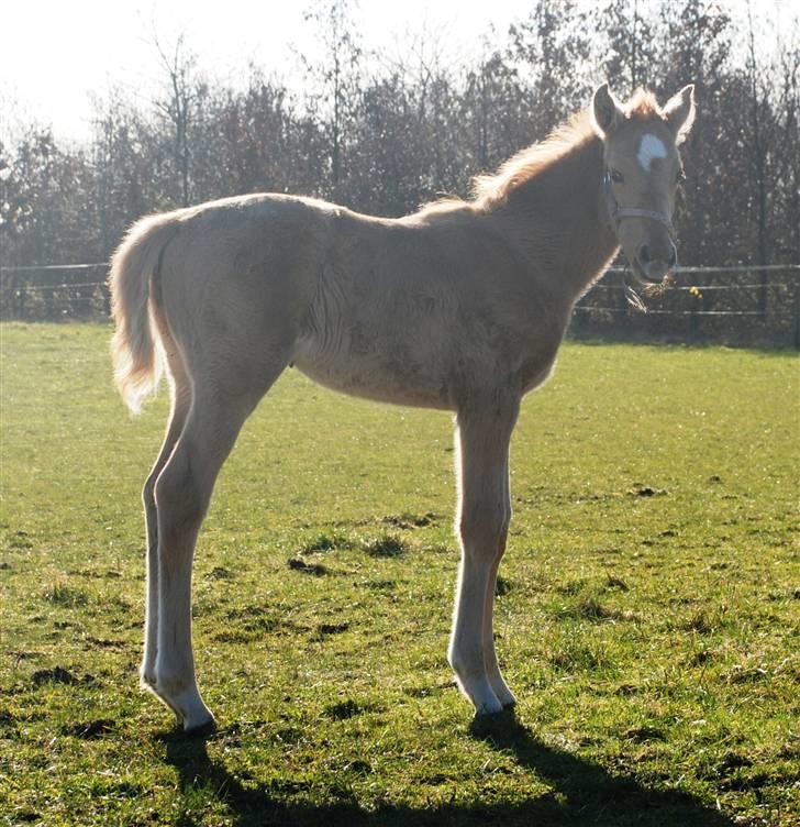 Palomino Lysgaards Dharma billede 8