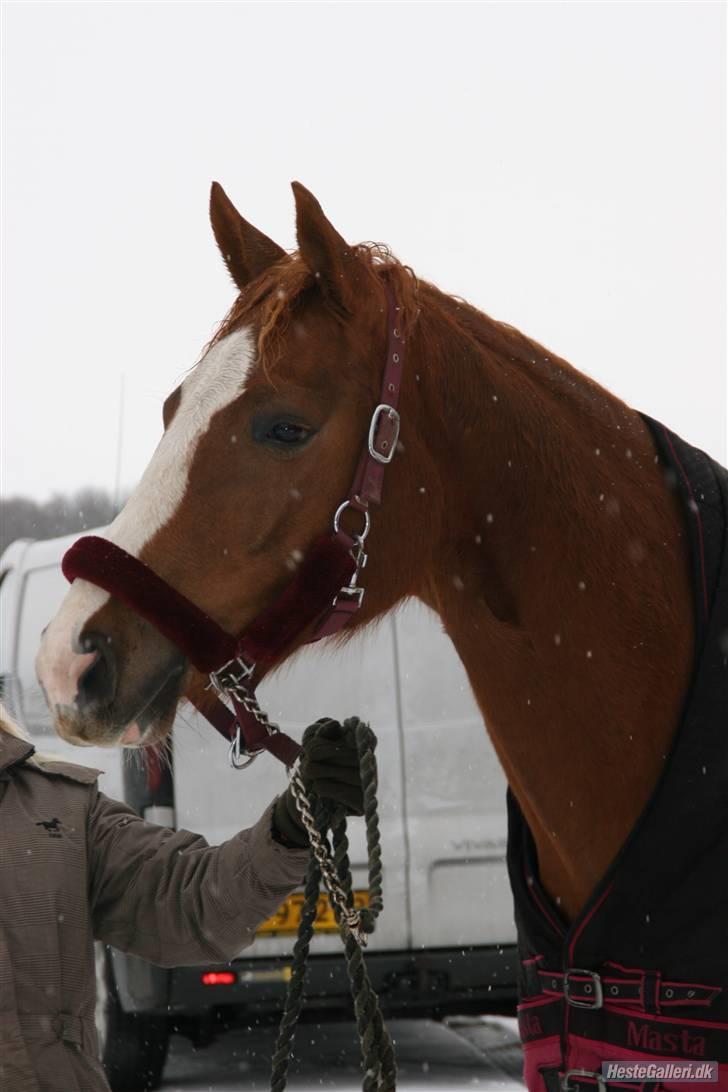 Dansk Varmblod Isabell De Noir billede 19