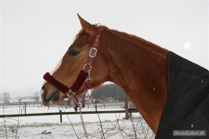 Dansk Varmblod Isabell De Noir billede 20