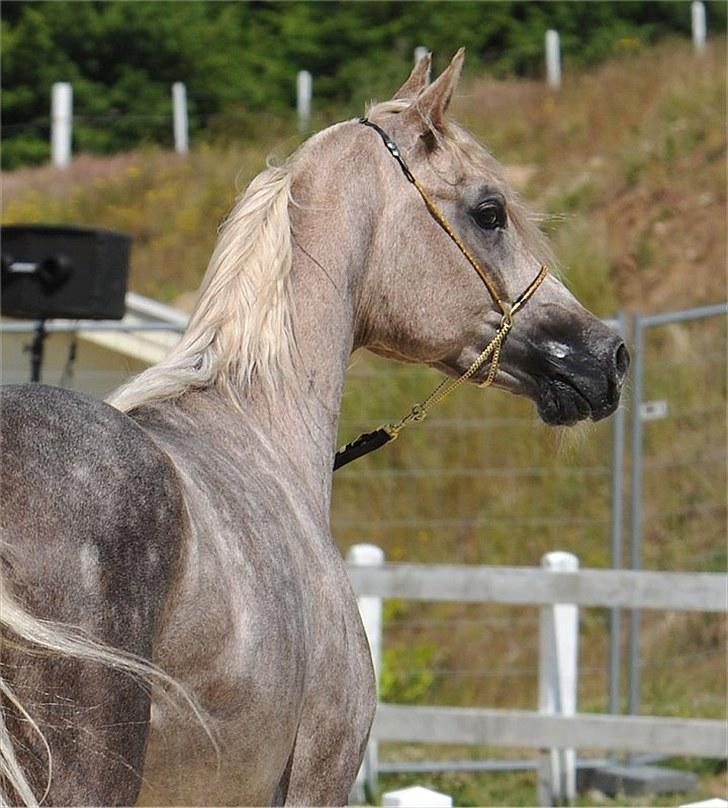 Arabisk fuldblod (OX) : Tamir Ibn Mirokan | ~ Min Drengerøv ~ - Tamir Ibn Mirokan, Til det Nationale Championat på Middelfart Ridecenter 09 Foto: Jani Pedersen billede 8