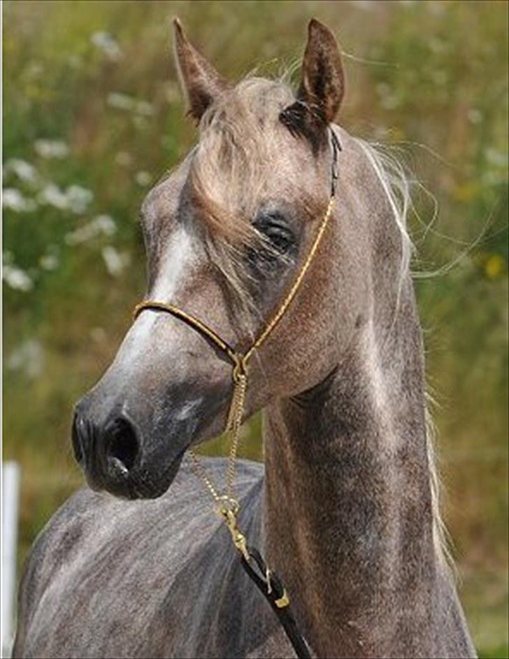 Arabisk fuldblod (OX) : Tamir Ibn Mirokan | ~ Min Drengerøv ~ - Tamir Ibn Mirokan, Til det Nationale Championat på Middelfart Ridecenter 2009. Foto: Jani Pedersen billede 2