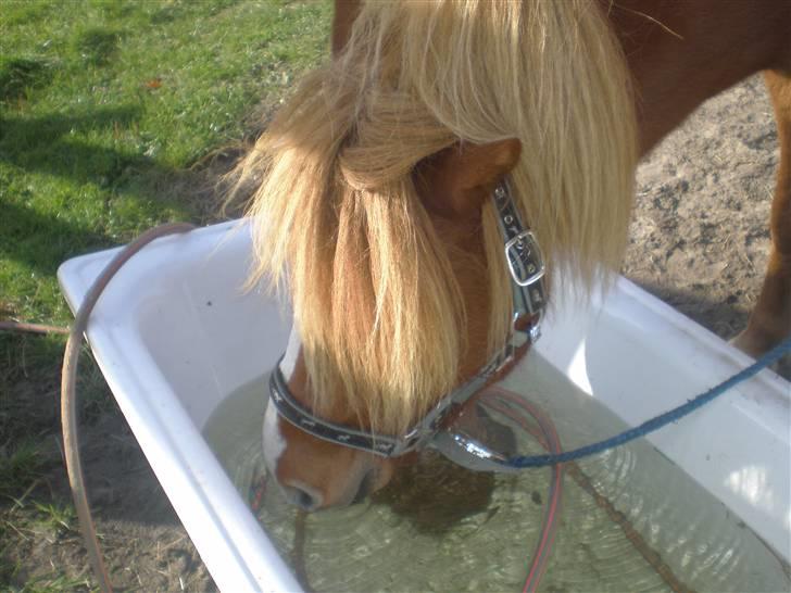 Islænder Flugar  billede 18