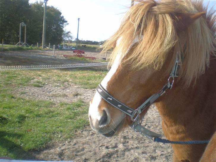 Islænder Flugar  billede 19