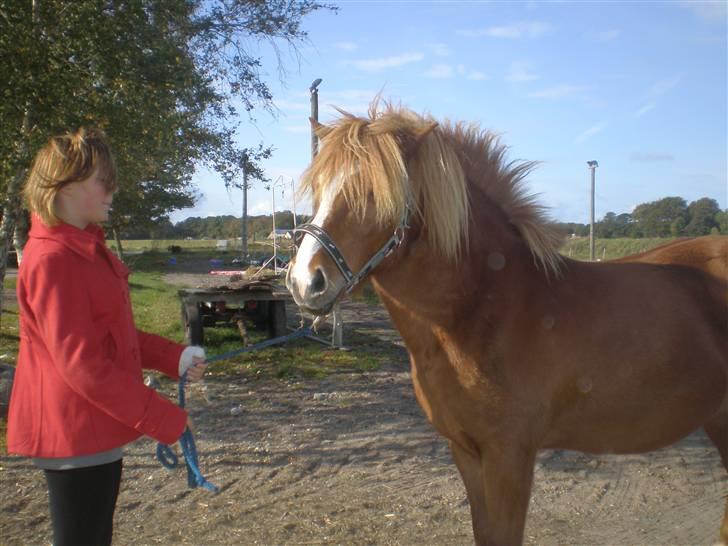 Islænder Flugar  billede 20