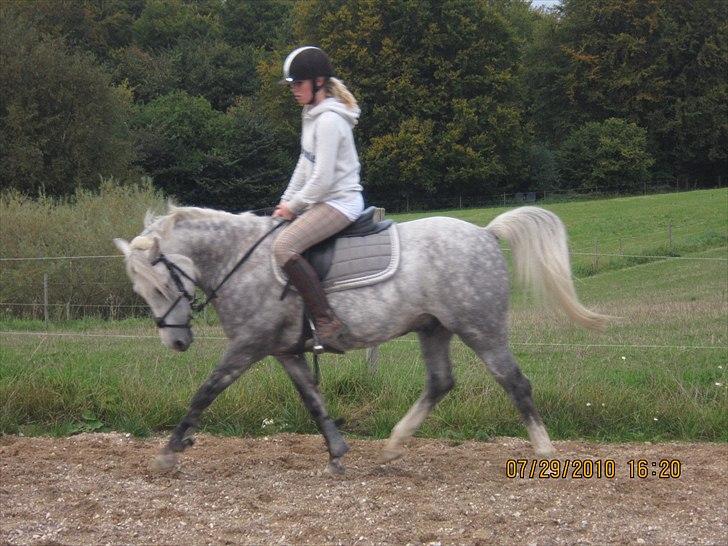 Welsh Cob (sec D) Jackpot<3 (Himmelhest) - han er bare så sød og smuk<3 jeg elsker ham så meget billede 6