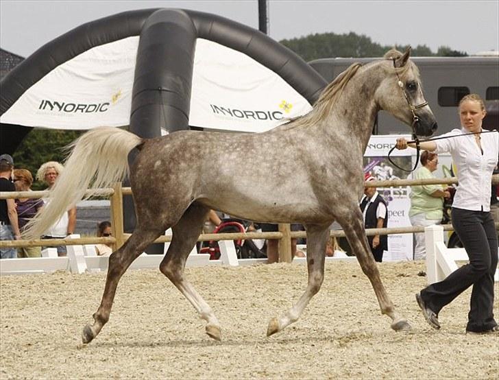 Arabisk fuldblod (OX) : Tamir Ibn Mirokan | ~ Min Drengerøv ~ - Tamir Ibn Mirokan, Til det Nationale og Internationale Championat på Middelfart Ridecenter 2010. Foto: Jani Pedersen billede 10