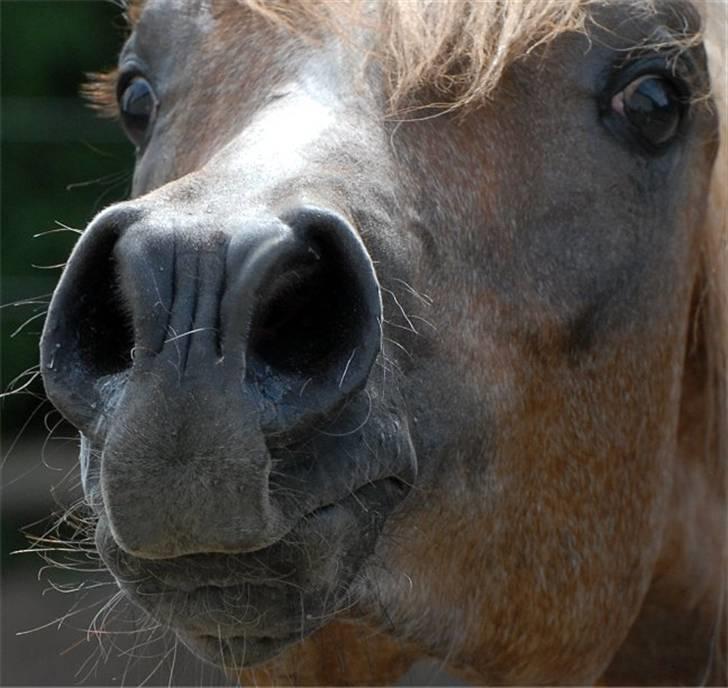 Arabisk fuldblod (OX) : Tamir Ibn Mirokan | ~ Min Drengerøv ~ - Tamir foråret 08 før jeg købte ham, Foto: Jani Pedersen billede 11