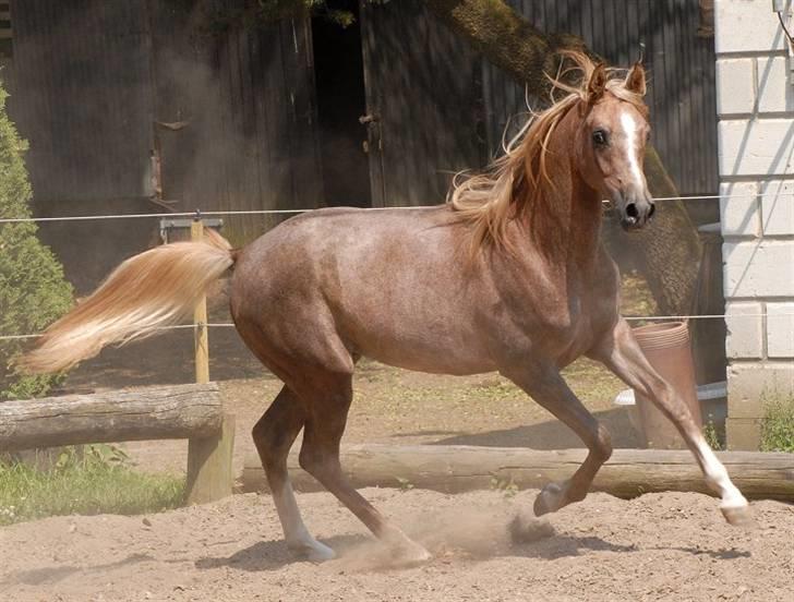 Arabisk fuldblod (OX) : Tamir Ibn Mirokan | ~ Min Drengerøv ~ - Tamir foråret 08 før jeg købte ham, Foto: Jani Pedersen billede 13