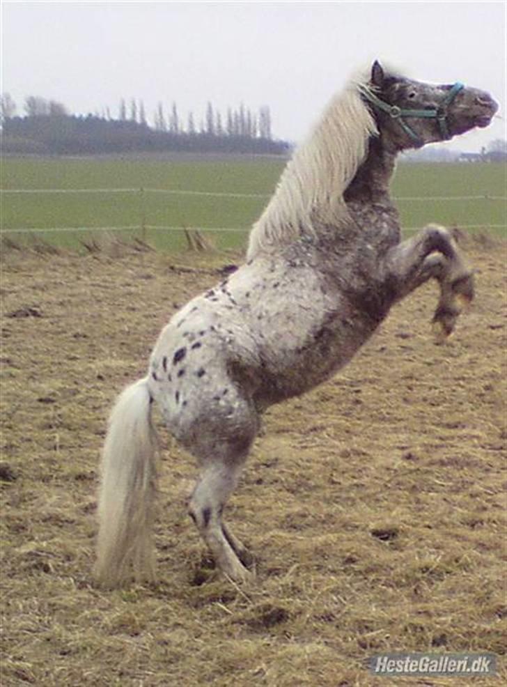 Knabstrupper Herkules RIP billede 1